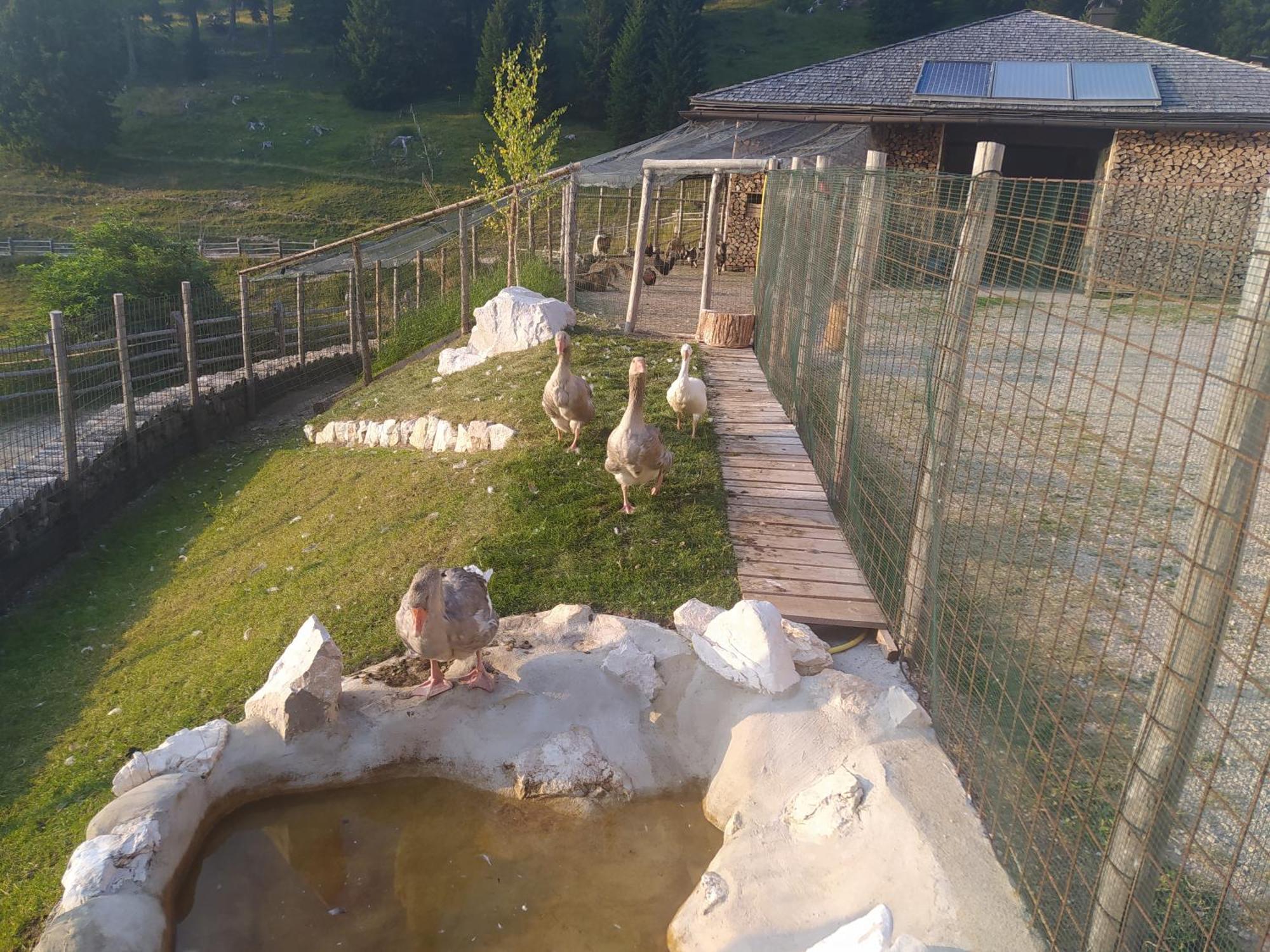 Casa Zucol Apartment Sarnonico Екстериор снимка